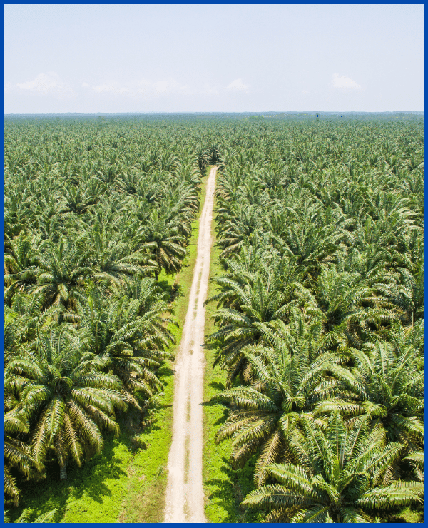 Premier_Malaysian_Palm_Oil_Importer_in_India-Zuvion-Global-Traders